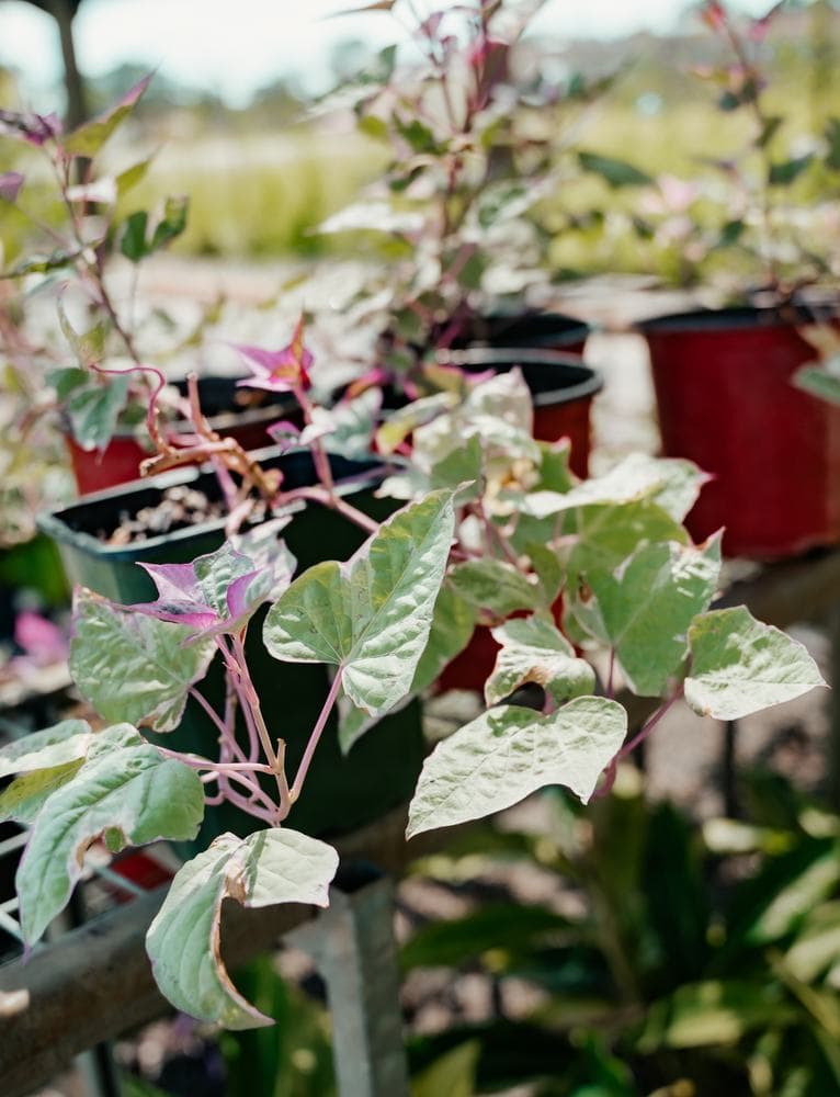Purple foliage