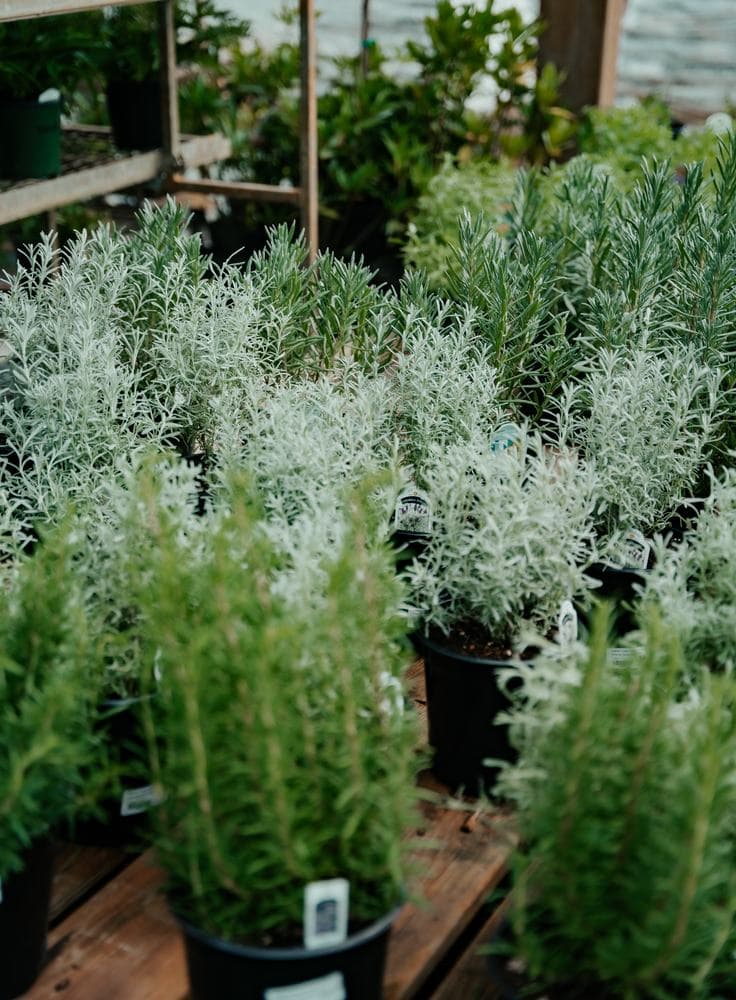 Rosemary and lavender