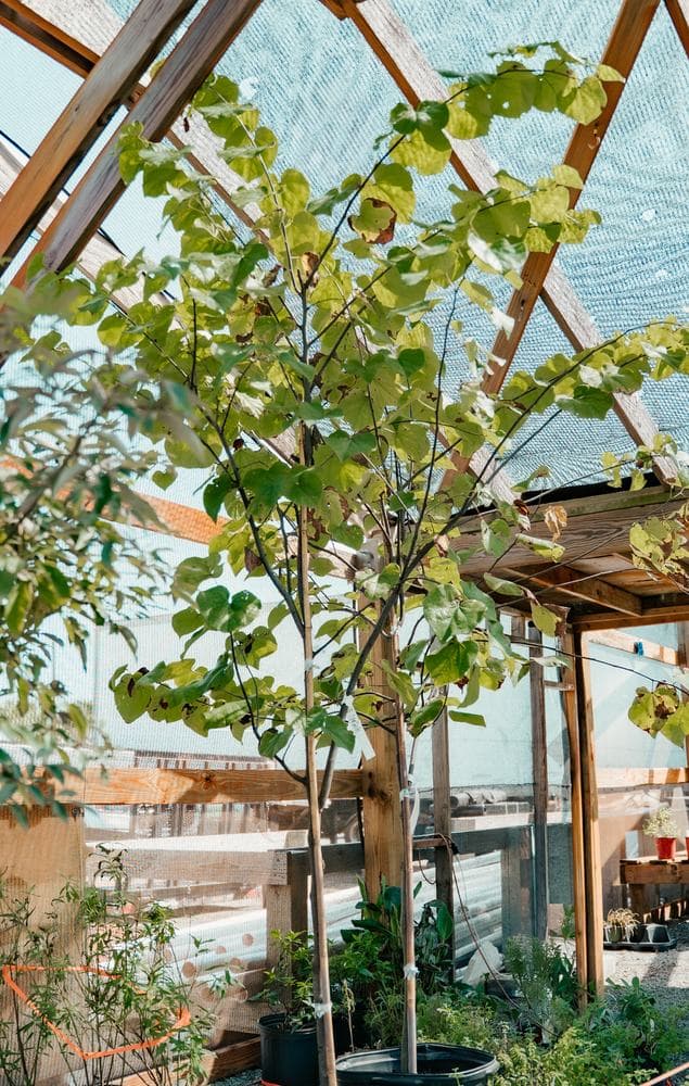 Under the shade house