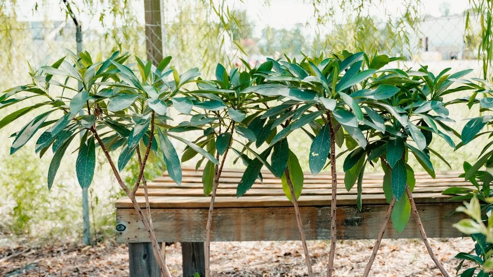 Shrubs on the bench