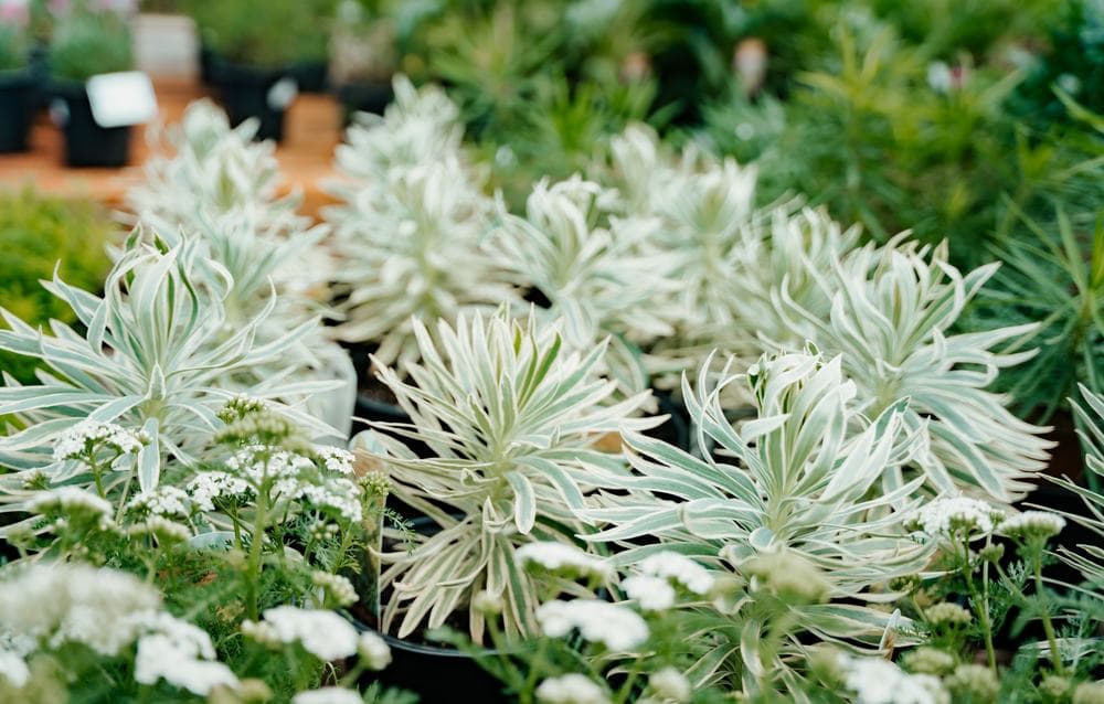 Silver foliage