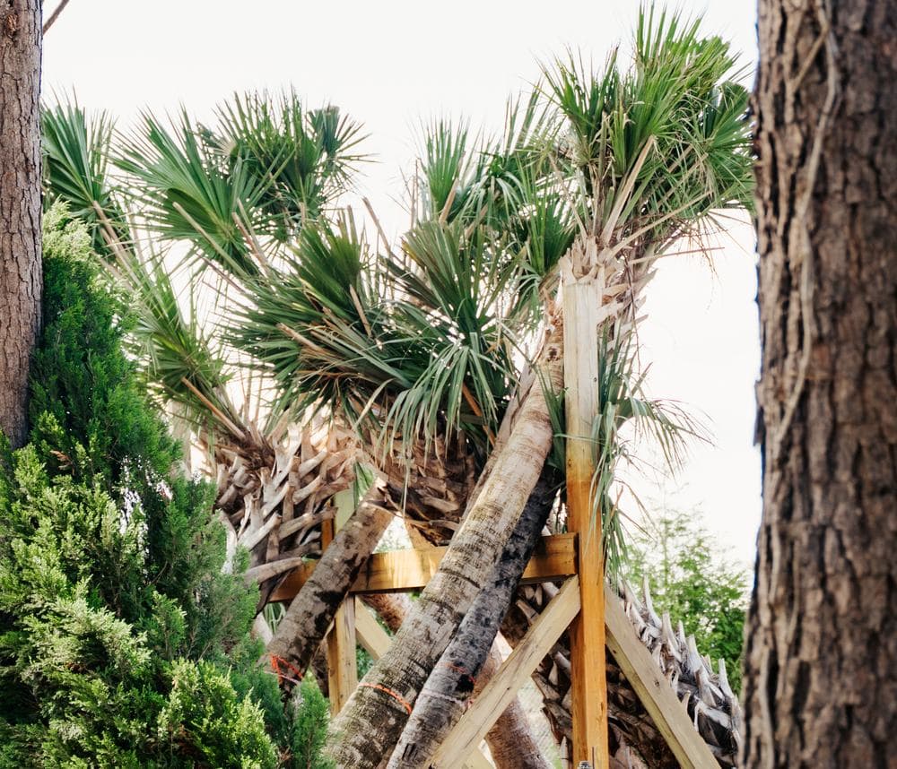 Staked palms