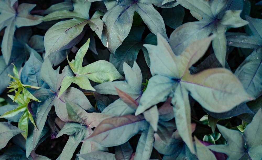 Sweet potato vine