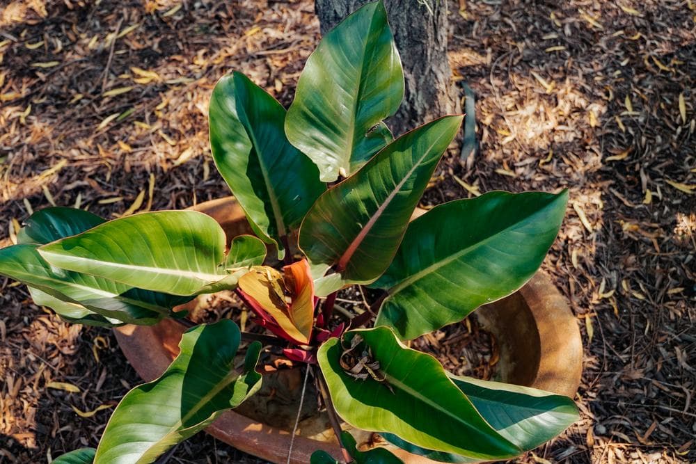Tropical foliage