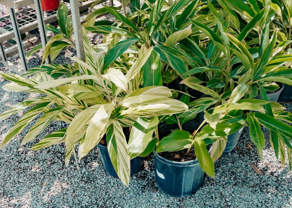 Variegated ginger