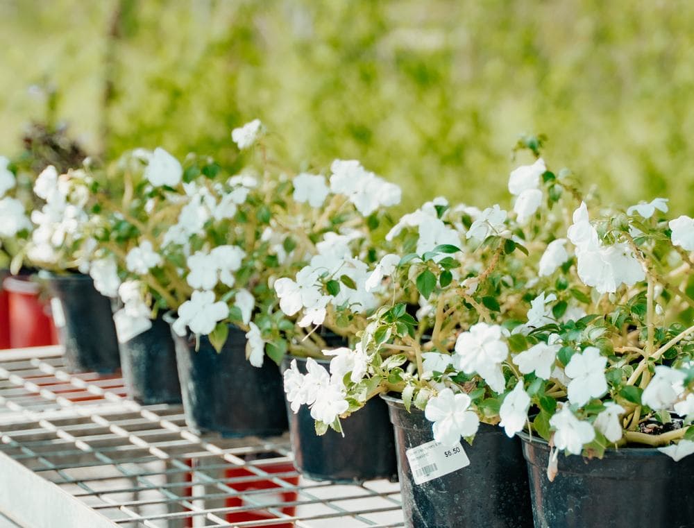 White blooms in pots