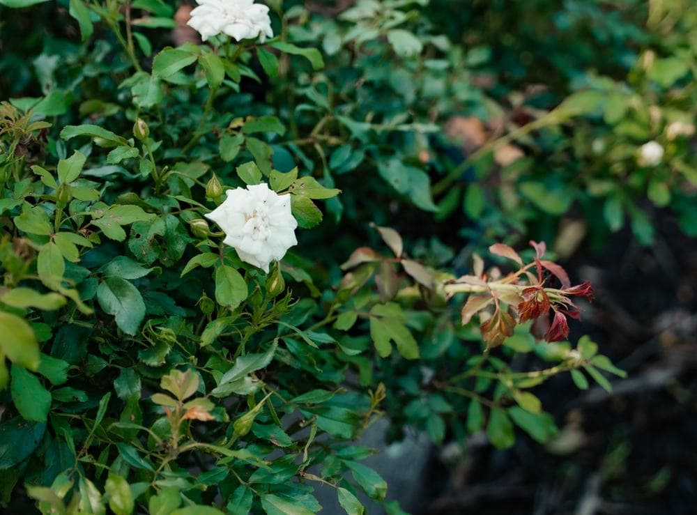White roses