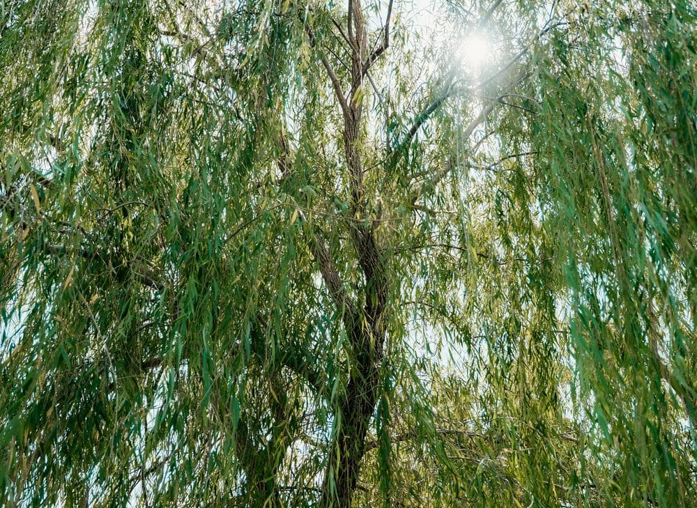Weeping willows