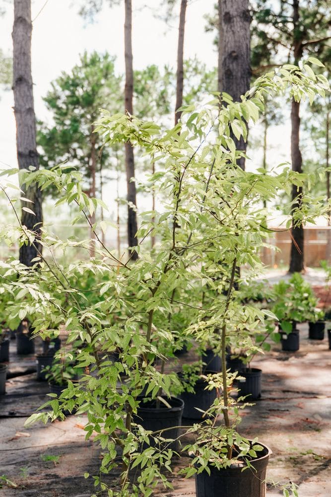 Young trees in the lot