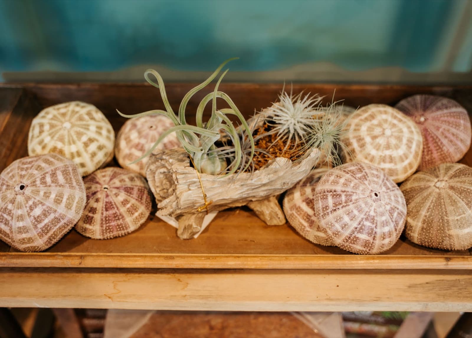 Air plants arranged on driftwood ringed by sea urchin shells