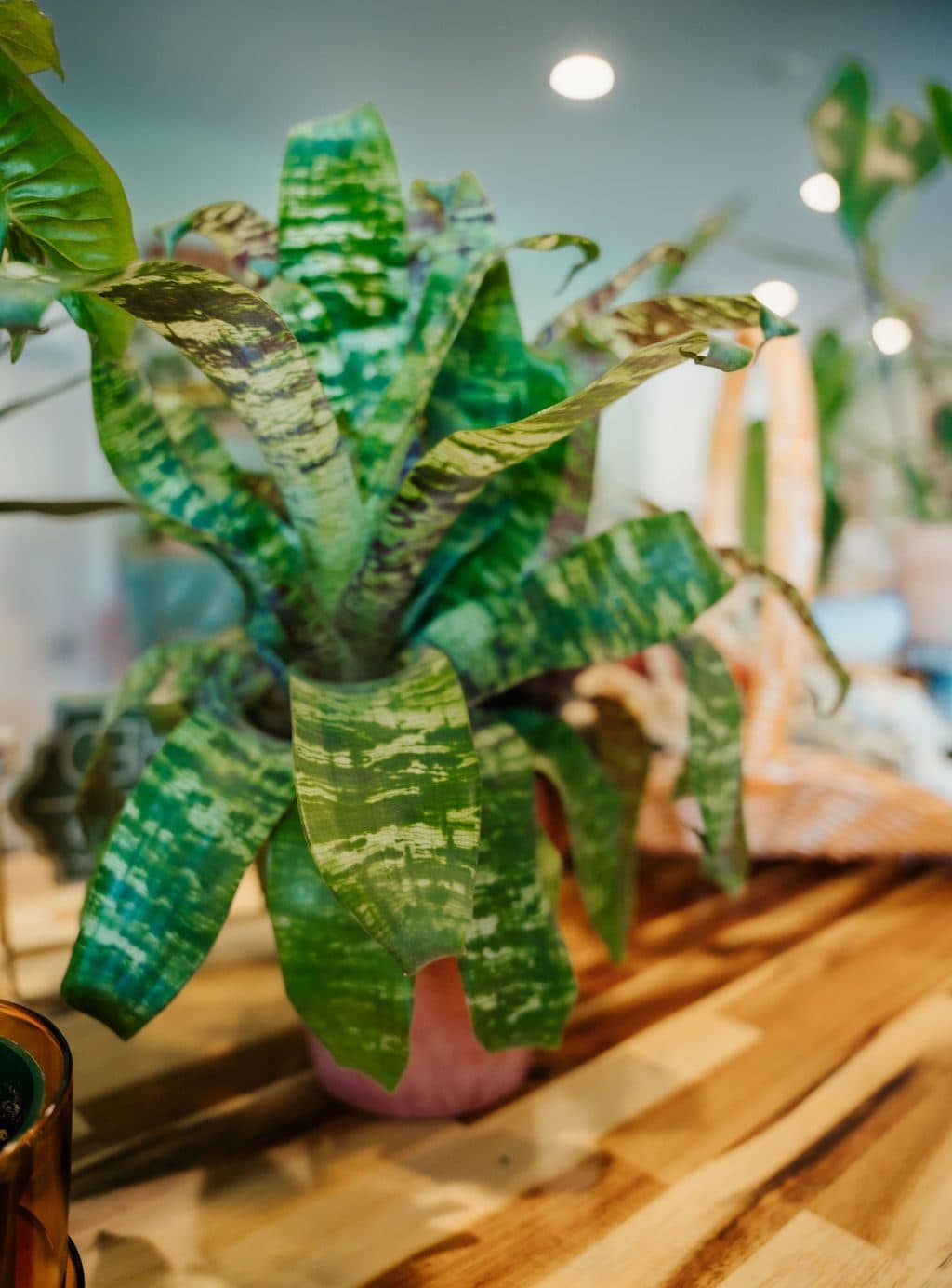 Croton