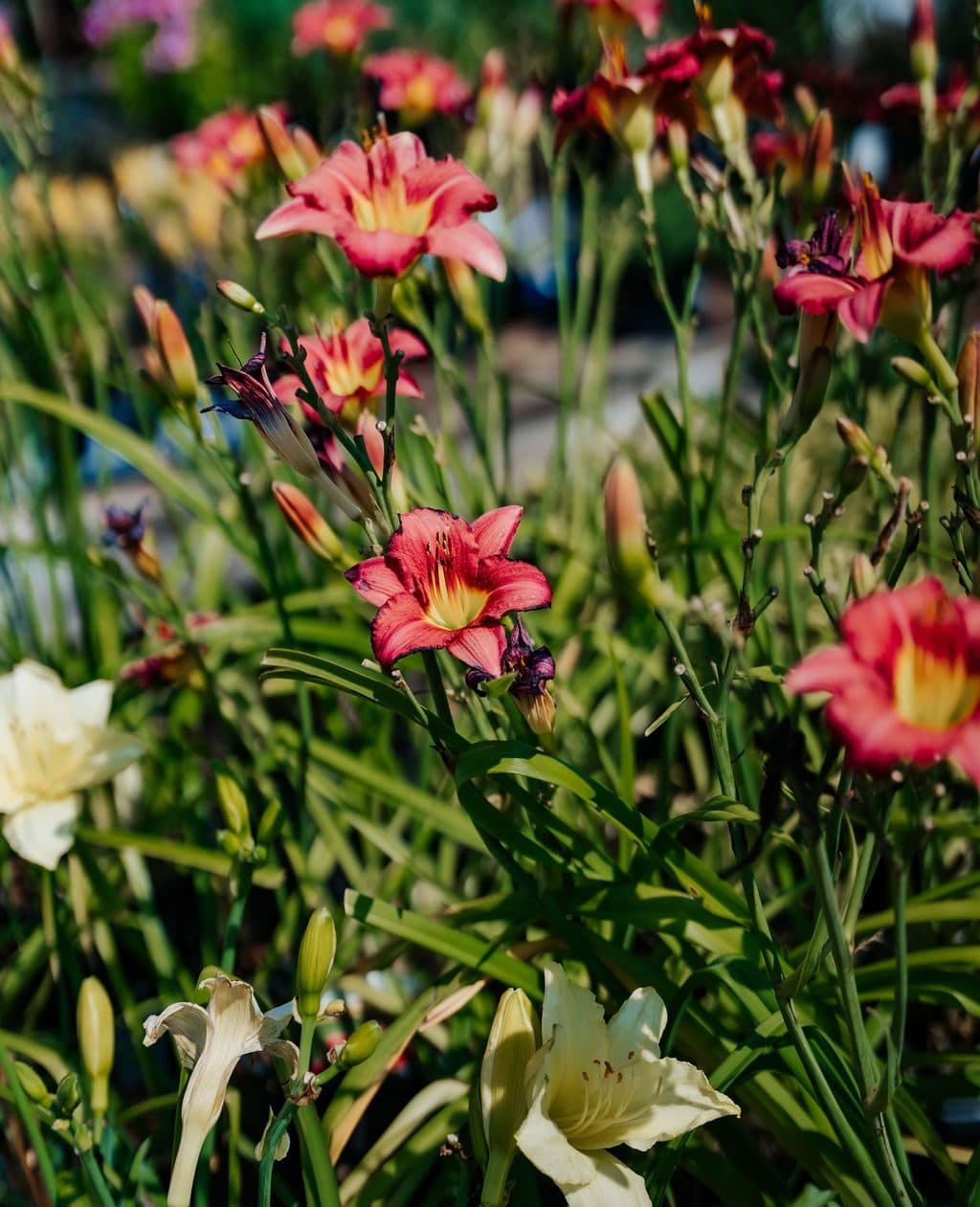 Daylilies