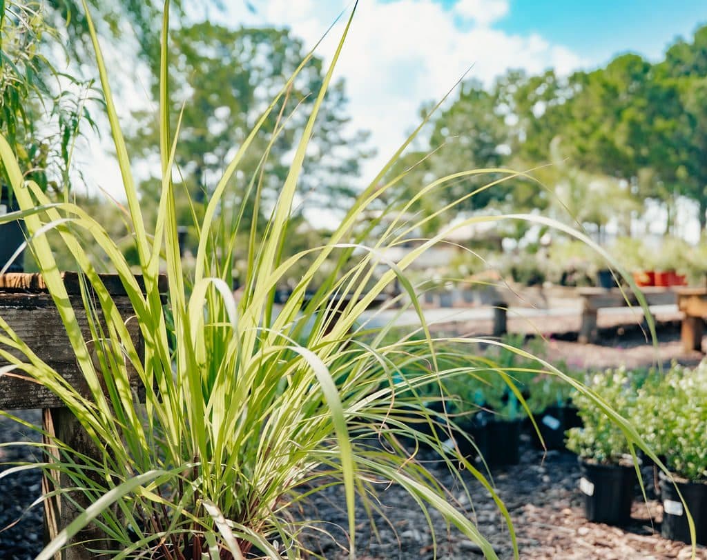 Variegated grasses