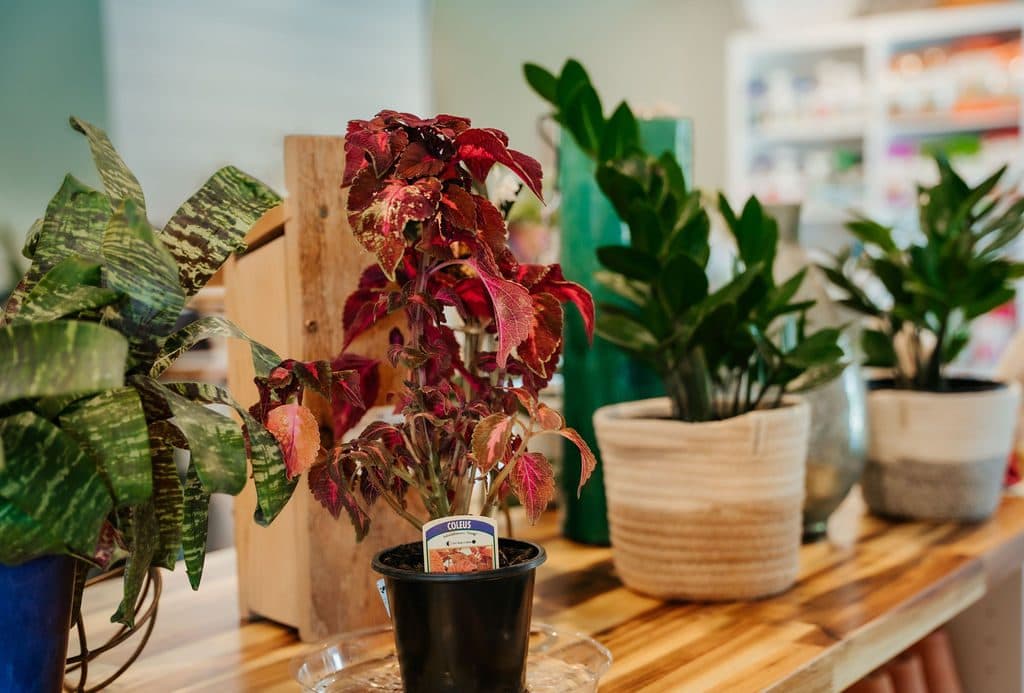 Coleus, snake plant, and ZZ plant on the store bench, ready to take home.