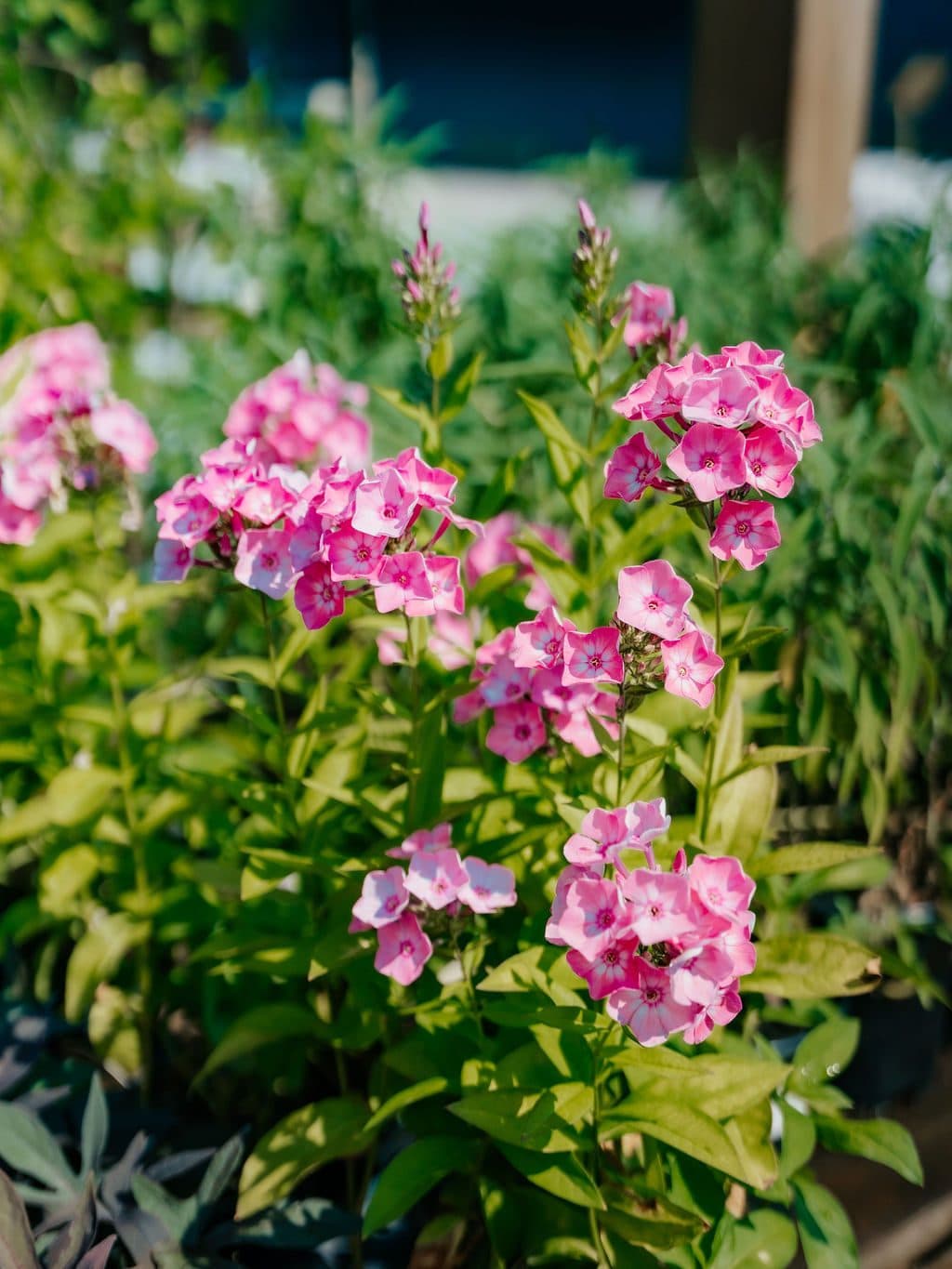 Pentas