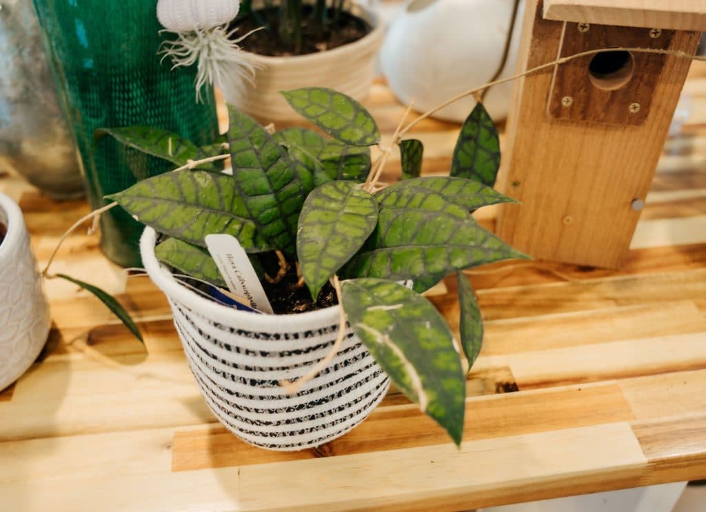 Potted greenery
