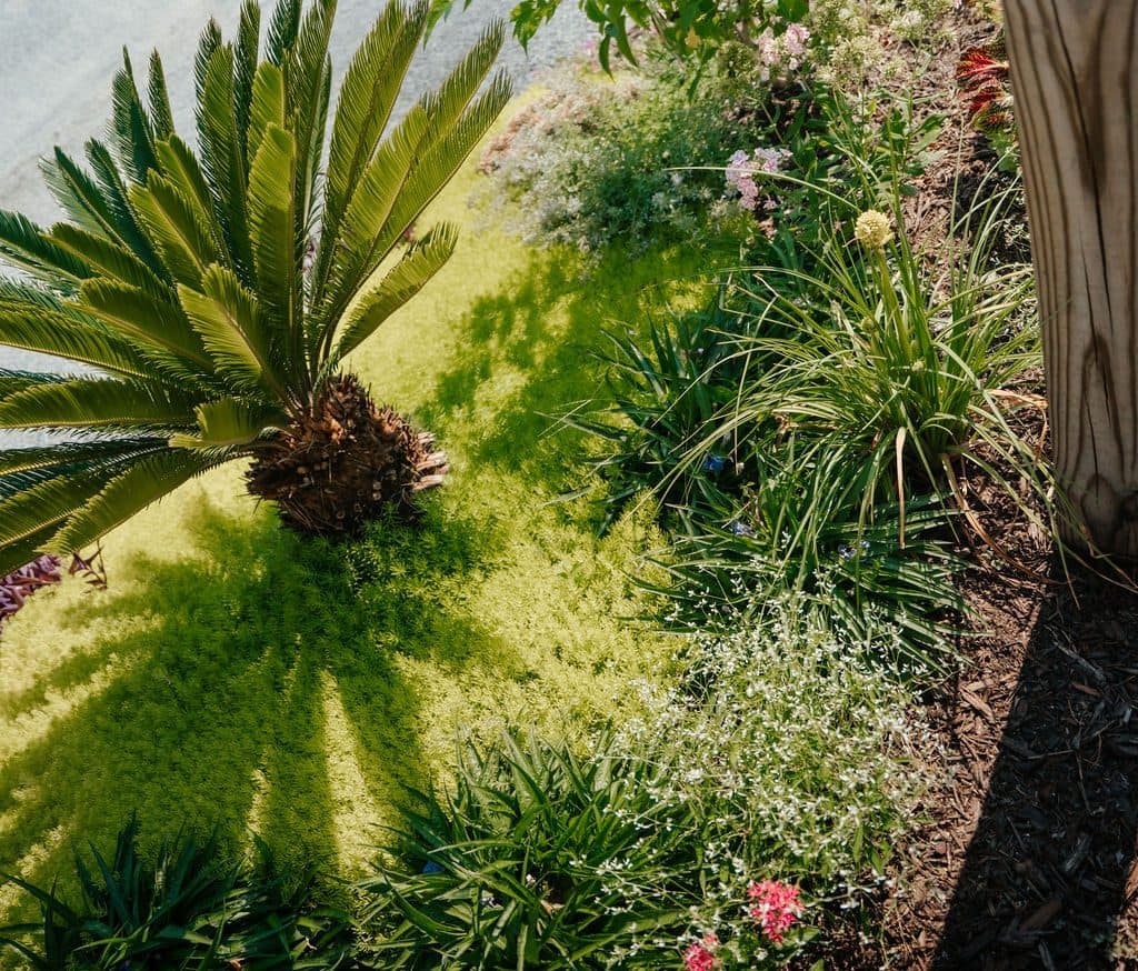 Sago and dianthus