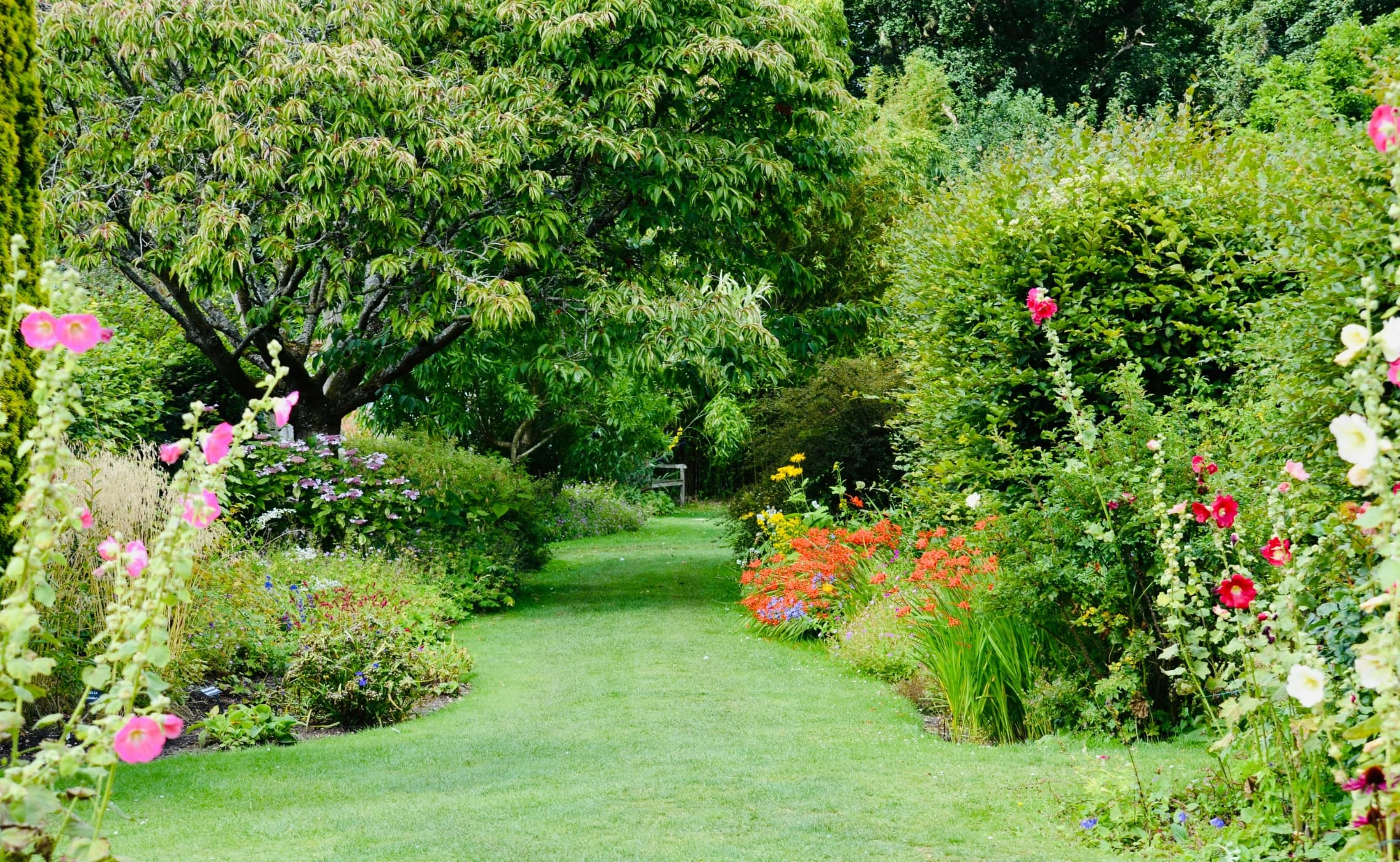 A lush green garden path lined with hollyhocks and layered flower beds.