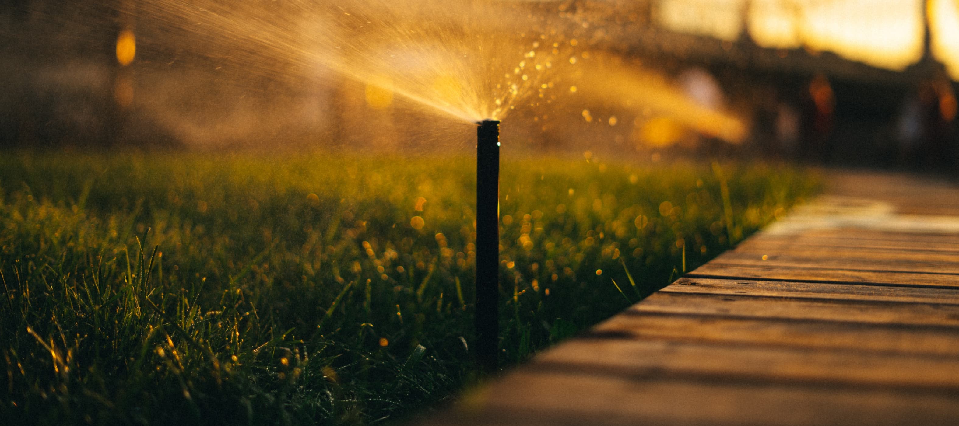 A sprinkler head watering the lawn at golden hour.