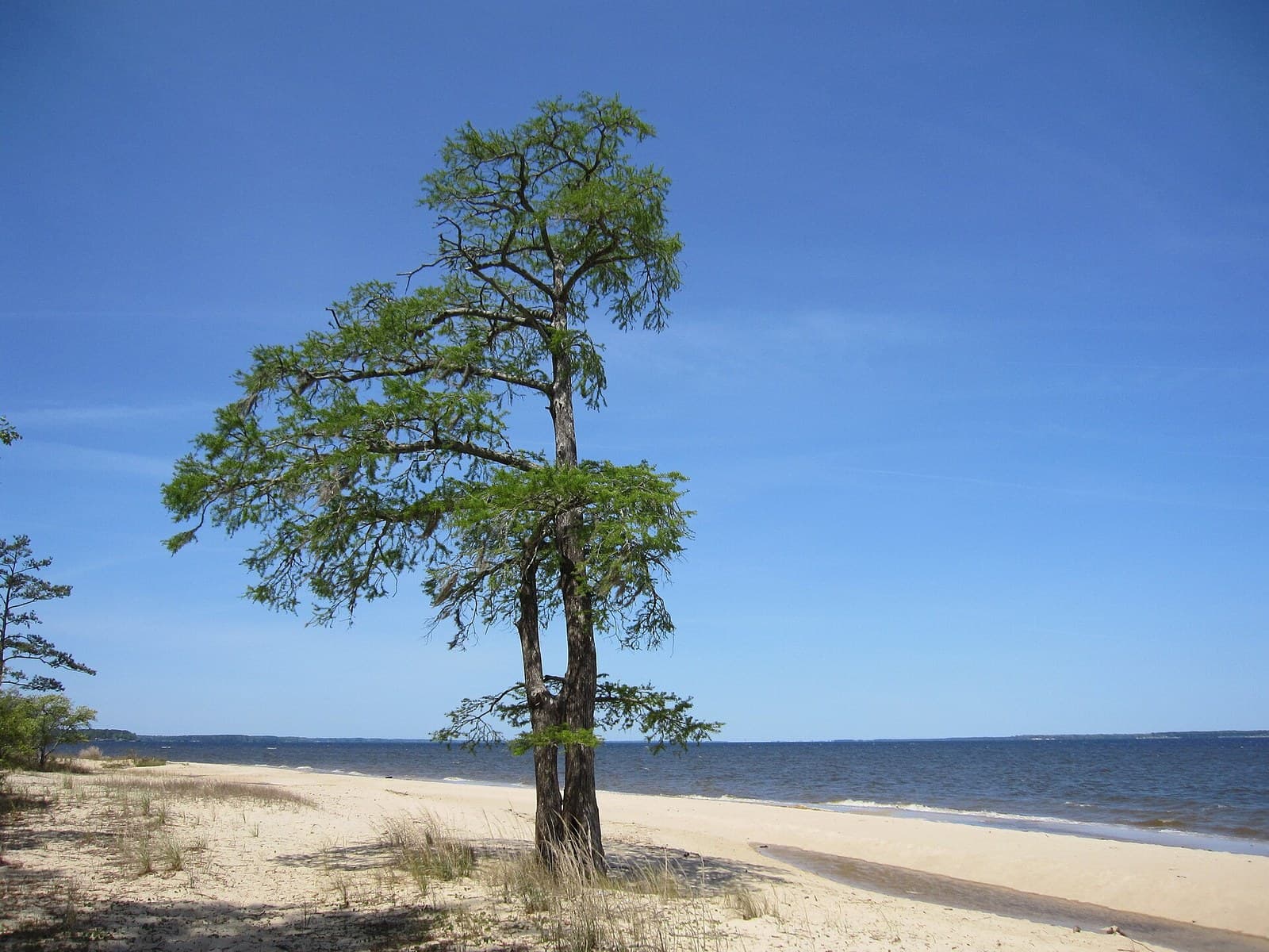 Bald Cypress (Taxodium distichum)