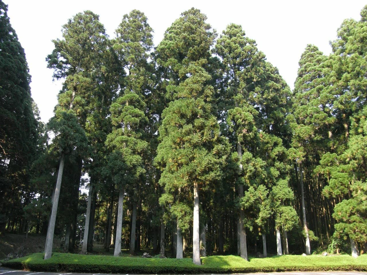 Cryptomeria (Cryptomeria japonica 'Yoshino')