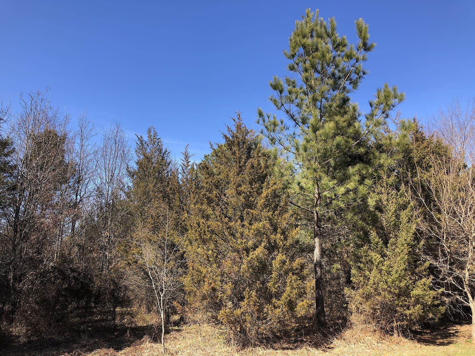 Eastern Red Cedar (Juniperus virginiana)