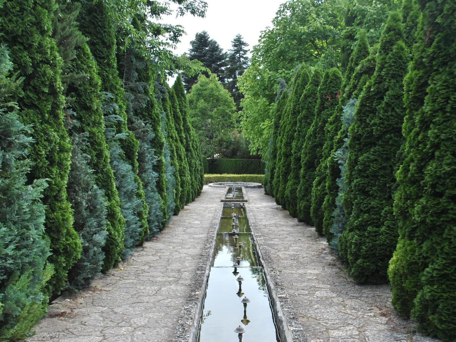 Emerald Green Arborvitae (Thuja occidentalis 'Smaragd')