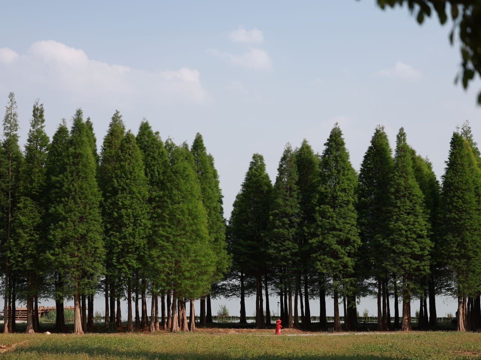Green Giant Arborvitae (Thuja standishii × plicata 'Green Giant')