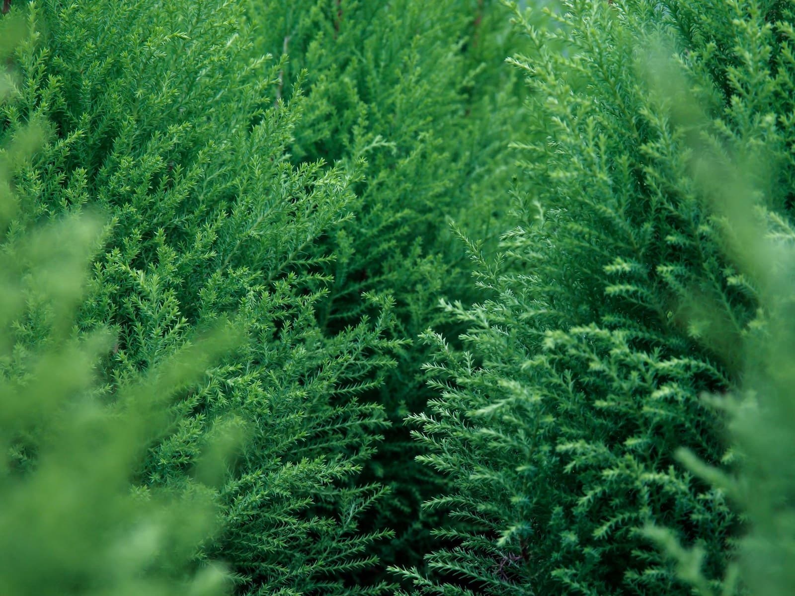 Leyland Cypress (× Cuprocyparis leylandii)