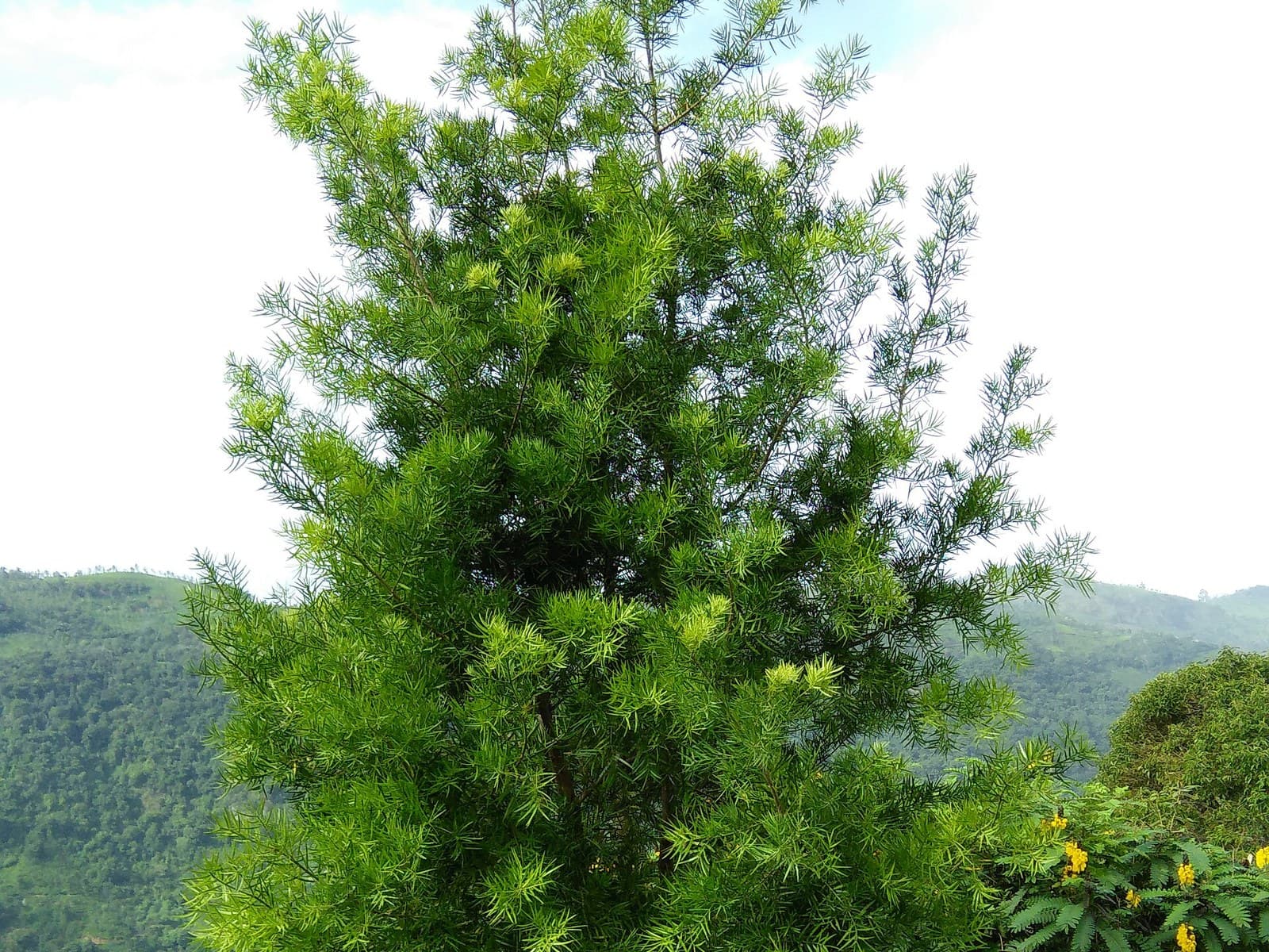 Podocarpus (Podocarpus macrophyllus)