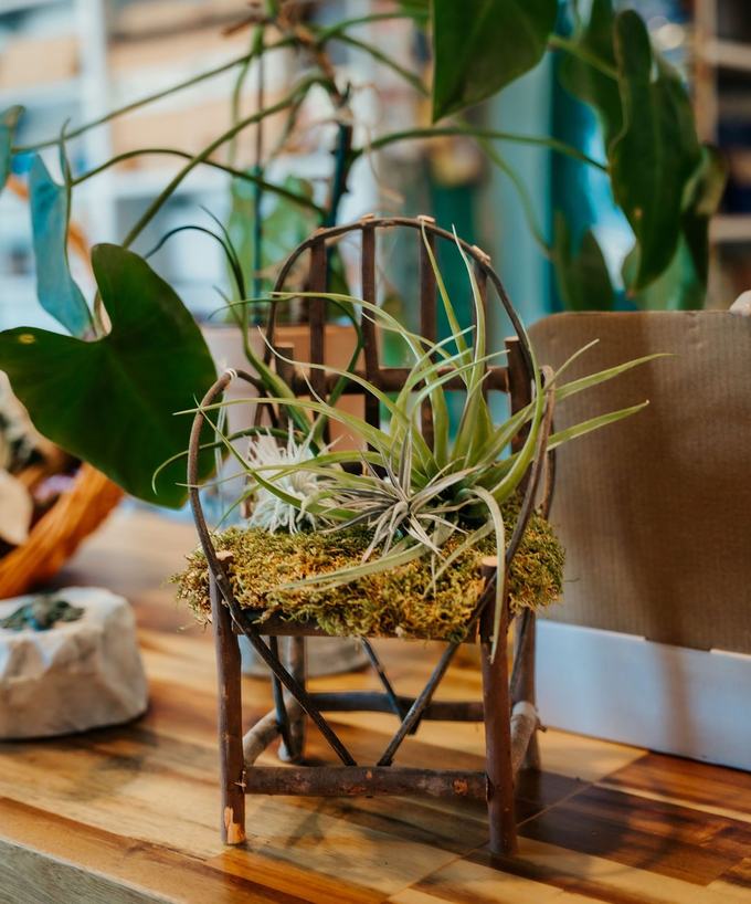 An air plant on a twig chair