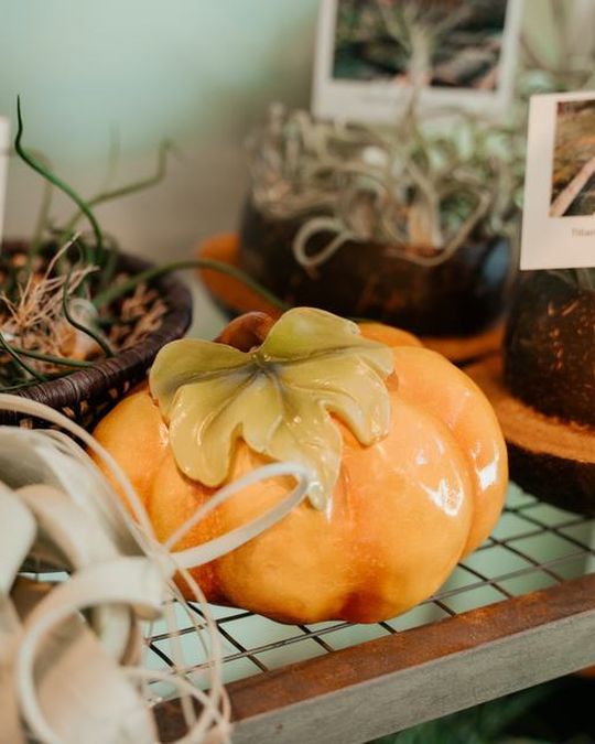 Air plant terrariums