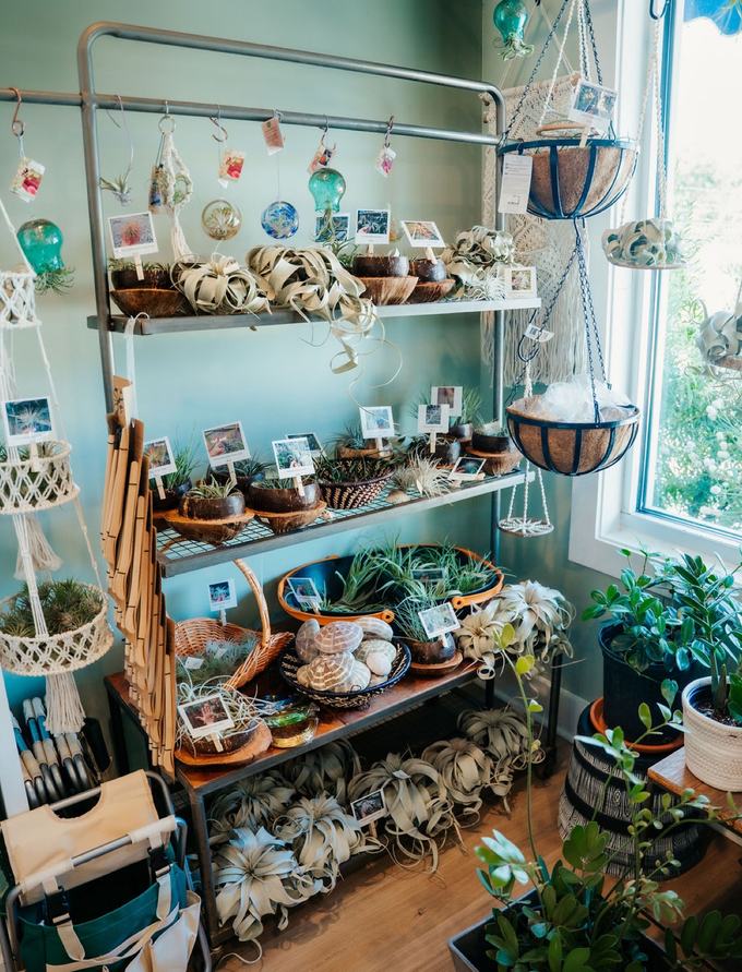 The air plant wall