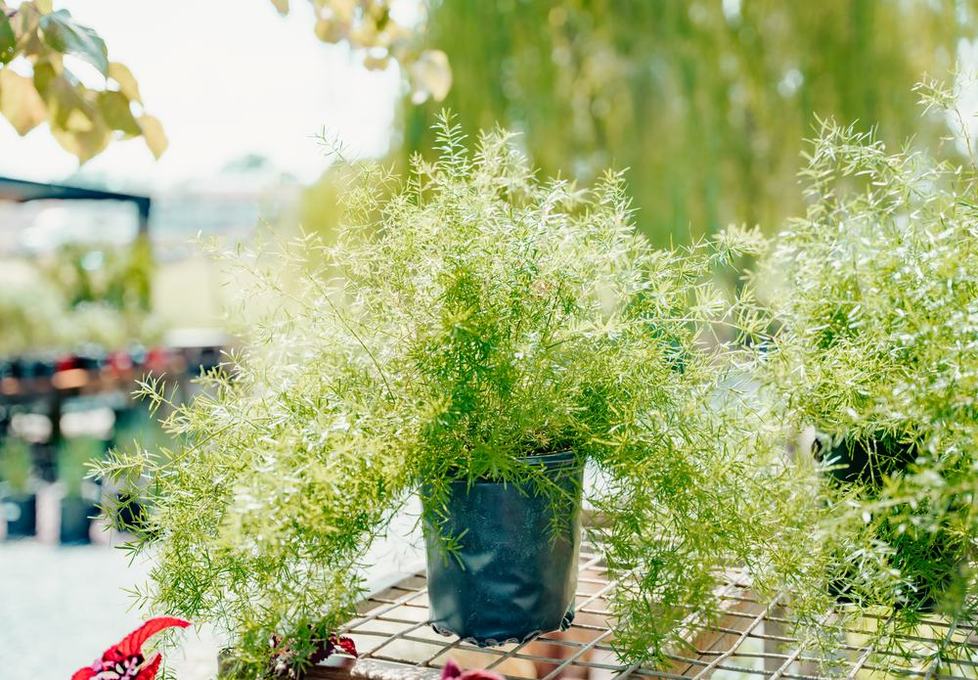 Asparagus fern