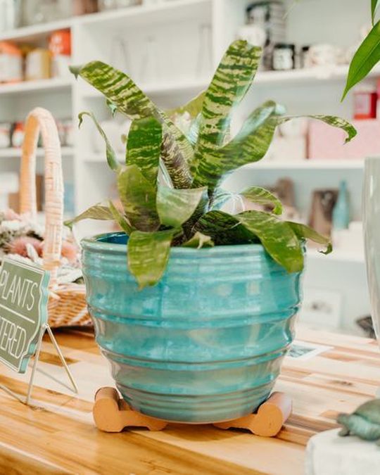A bromeliad in a glazed pot