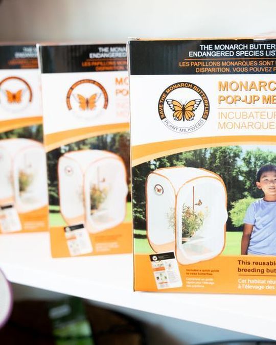 Monarch butterfly kits