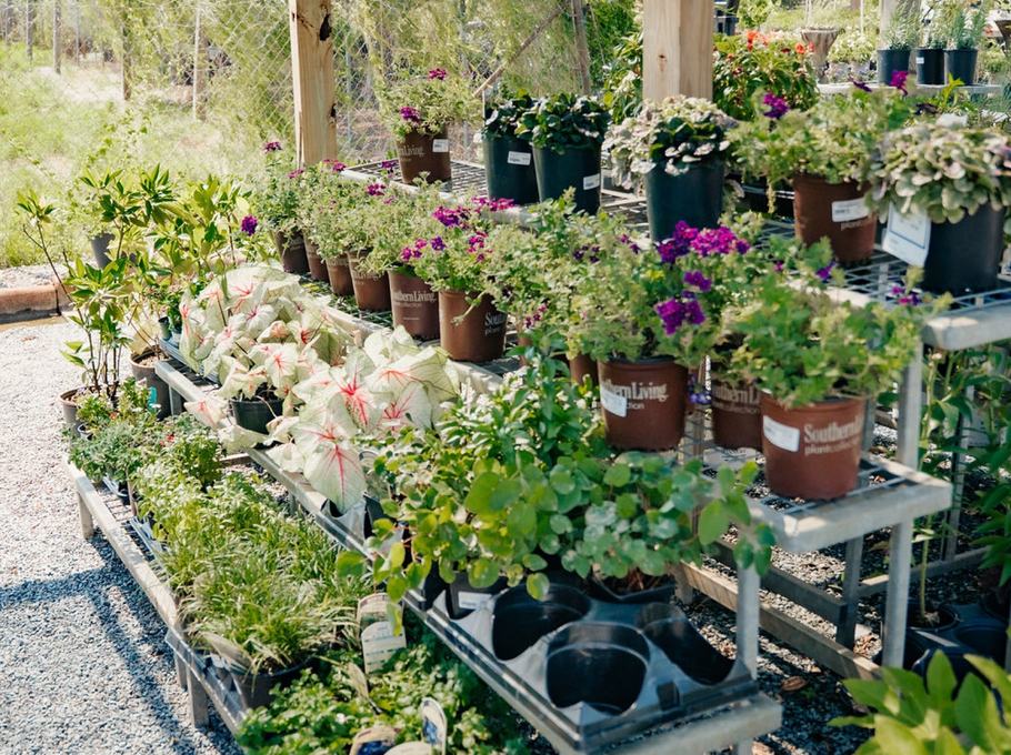 Caladiums