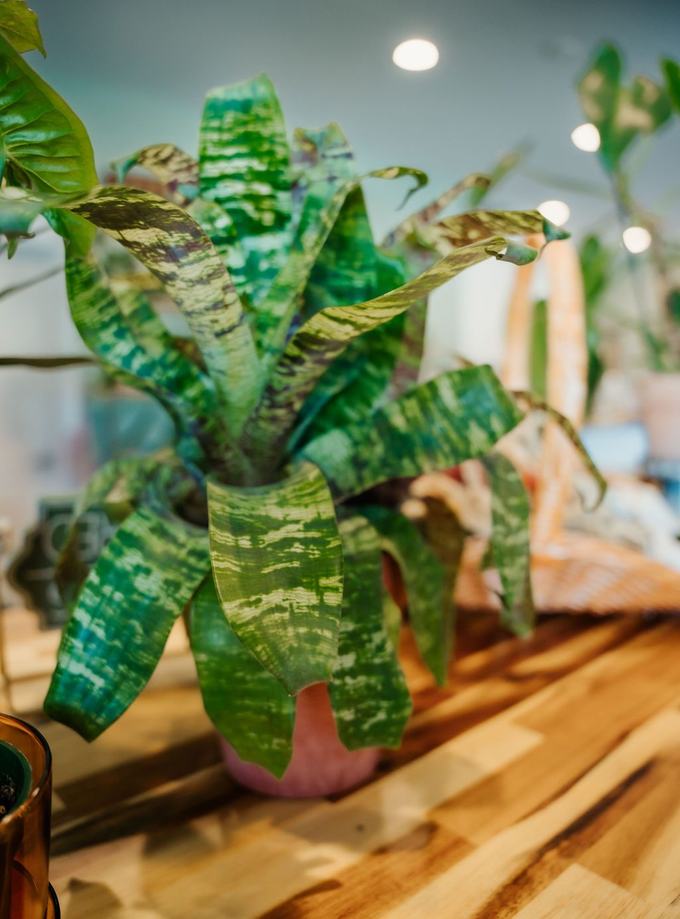 Croton
