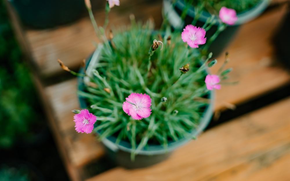 Dianthus in bloom