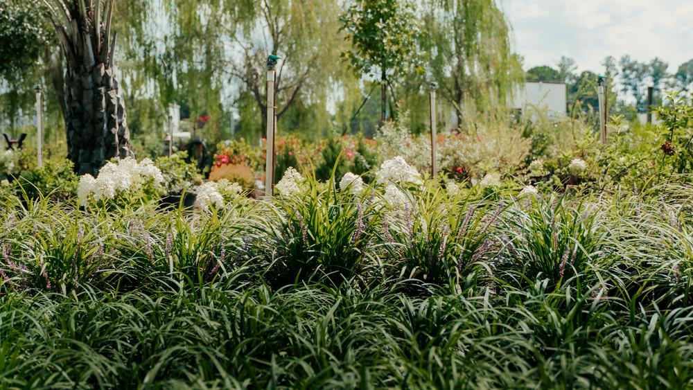 Grasses and hydrangeas