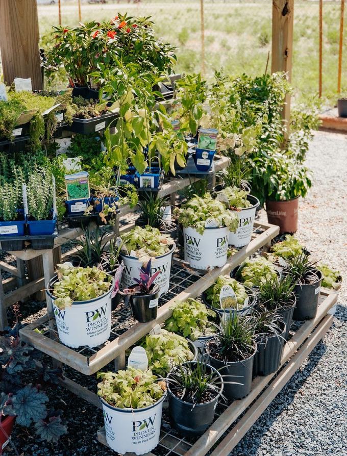 Herbs