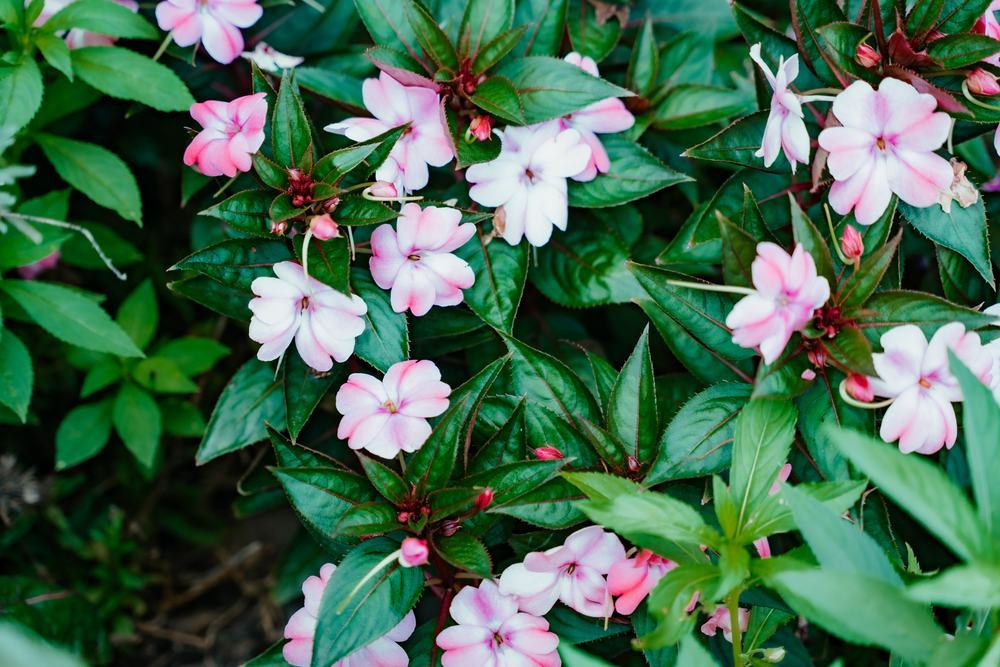 Impatiens