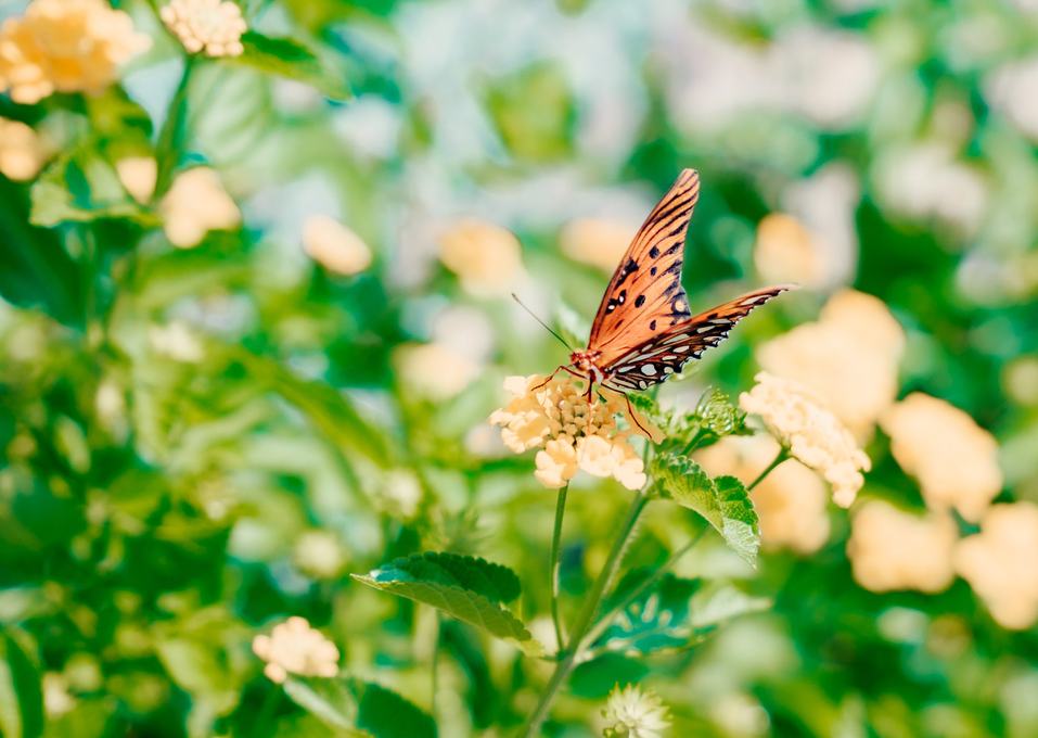 Lantana and butterflies