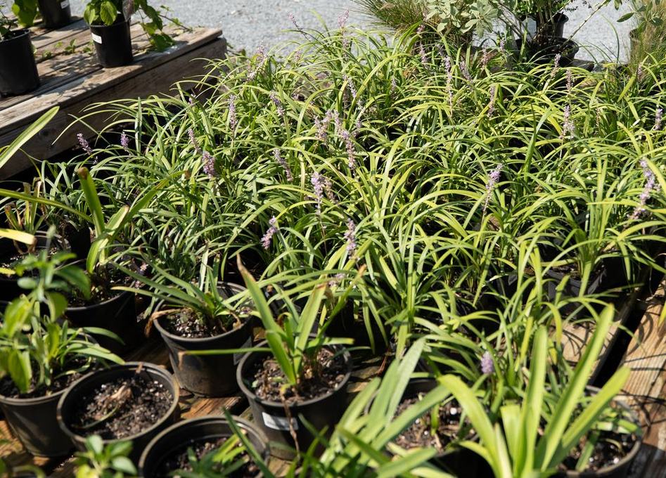 Liriope