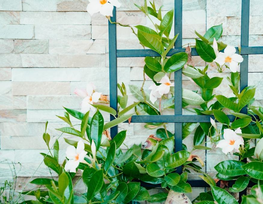 Mandevilla on a trellis