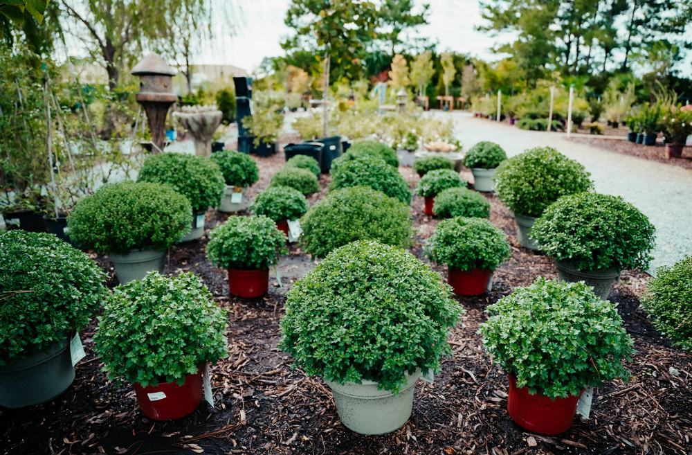 Mums by the hundreds
