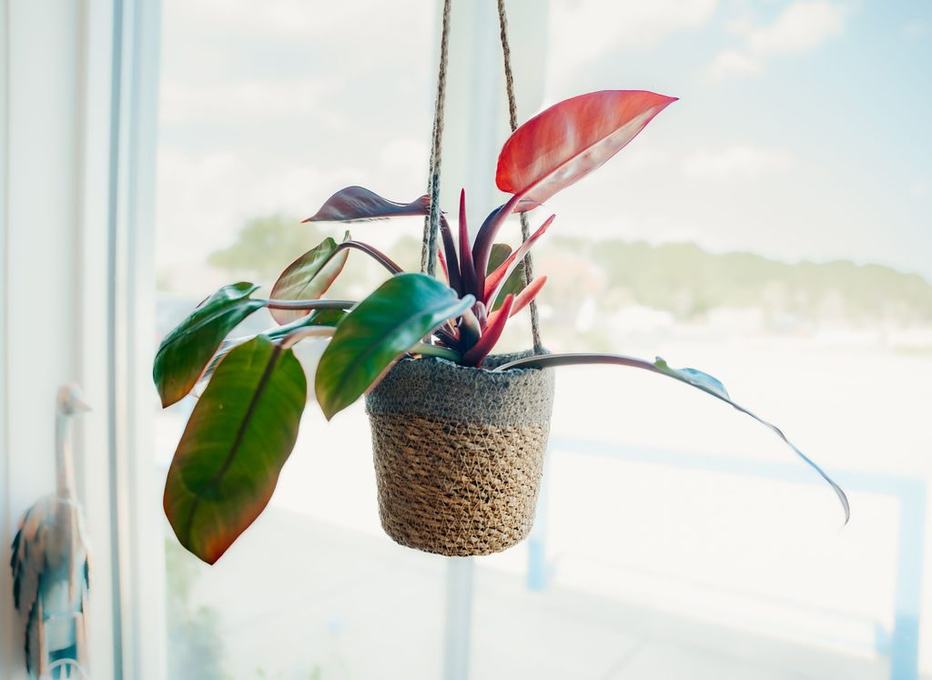 A hanging philodendron