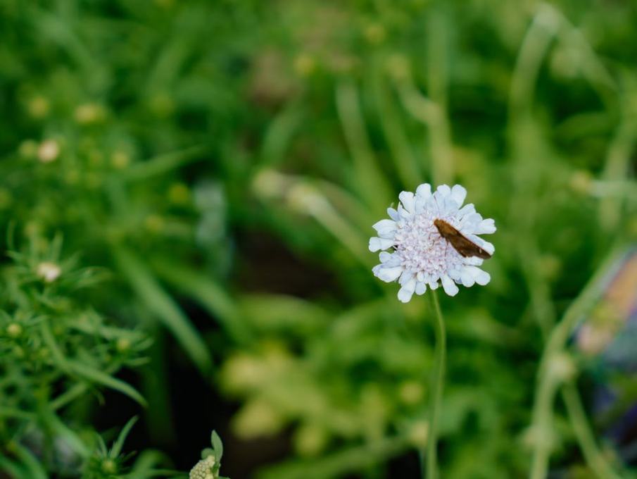Pincushion flower