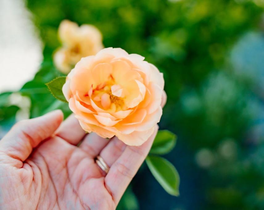 Roses