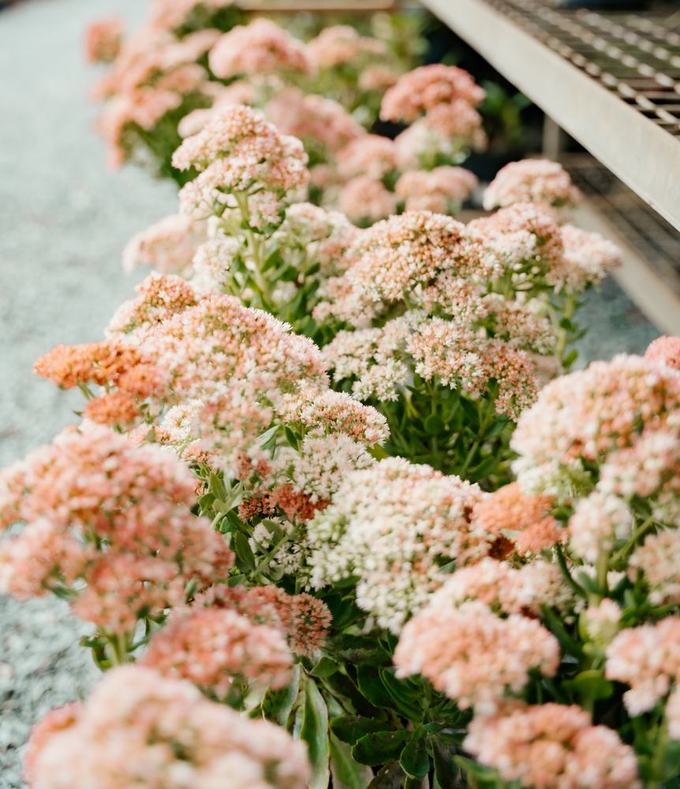 Sedum in autumn color